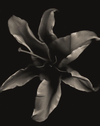 A cover of "Nature" cluster. The owner is fasciculum. The cluster consists of 1 element.