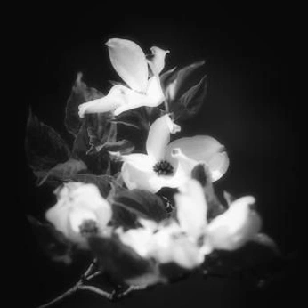 A cover of "pretty things" cluster. The owner is headspins. The cluster consists of 4 elements.