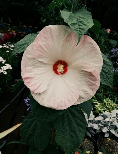An image added by olivebranch on Dec 20, 2024. May present: hawaiian hibiscus, shoeblackplant.