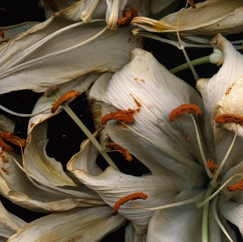 A cover of "Earthy Cosmos" cluster. The owner is innercosmos. The cluster consists of 3 elements.