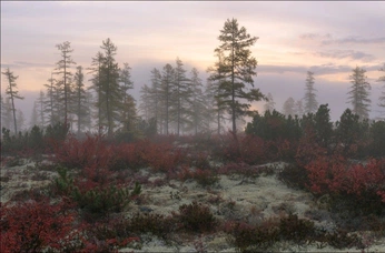 A cover of "jutrzenka" cluster. The owner is temmiehd. The cluster consists of 21 elements.