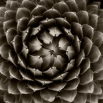 A cover of "Muted Rich" cluster. The owner is brightonjames. The cluster consists of 13 elements.