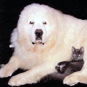 A cover of "flesh monger" cluster. The owner is enochdrebber. The cluster consists of 34 elements.