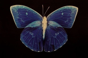 A cover of "🦋" cluster. The owner is rusjamarusja. The cluster consists of 3 elements.