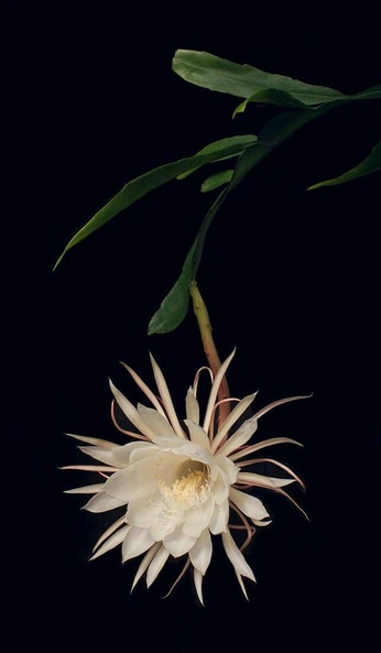 A cover of "Flowers" cluster. The owner is wafflewitch. The cluster consists of 3 elements.