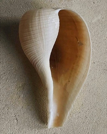 A cover of "N" cluster. The owner is nataliactr. The cluster consists of 5 elements.