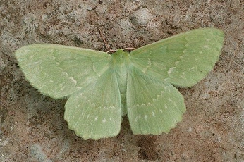 A cover of "Nature" cluster. The owner is martafgouveia. The cluster consists of 1 element.