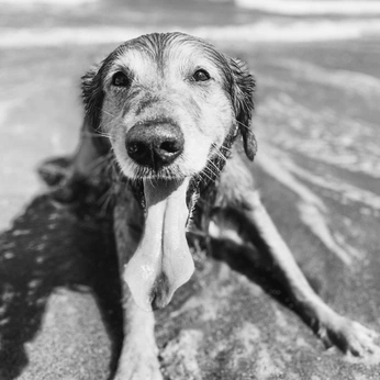 A cover of "Cute" cluster. The owner is kev. The cluster description is "The best things in life are a lot closer than we think.". The cluster consists of 129 elements.