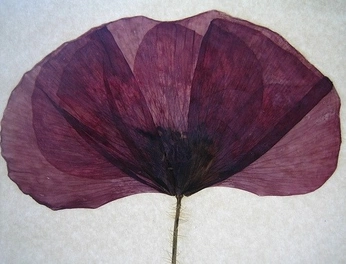 A cover of "Violetine" cluster. The owner is tomdejonko. The cluster consists of 8 elements.