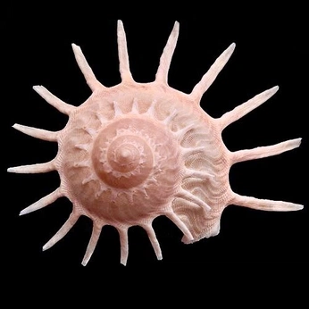 A cover of "Lure" cluster. The owner is joshvicencio. The cluster consists of 5 elements.