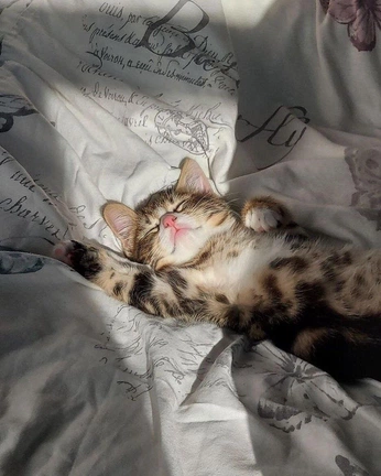 A cover of "delight" cluster. The owner is alicesplayground. The cluster consists of 5 elements.