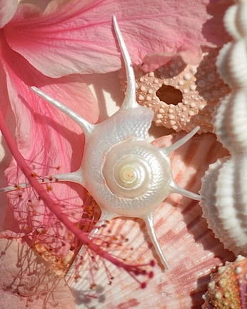 A cover of "shells" cluster. The owner is arabellarae. The cluster consists of 4 elements.