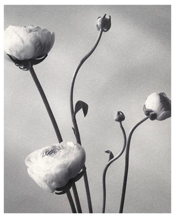 A cover of "Flowers" cluster. The owner is anyelotroyadp. The cluster consists of 6 elements.