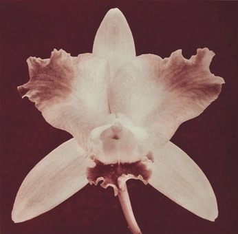 A cover of "Flower" cluster. The owner is nanafly. The cluster consists of 14 elements.