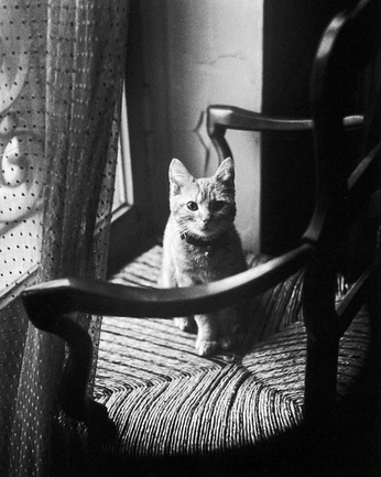 A cover of "Dodie" cluster. The owner is yummyguano. The cluster consists of 4 elements.