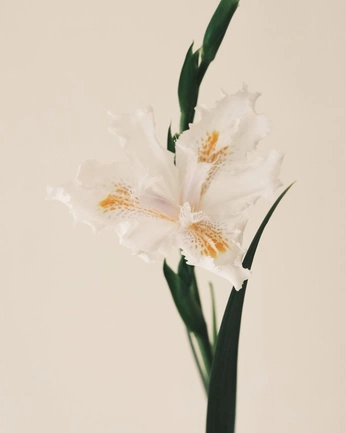 A cover of "flores" cluster. The owner is juliet2018. The cluster consists of 22 elements.