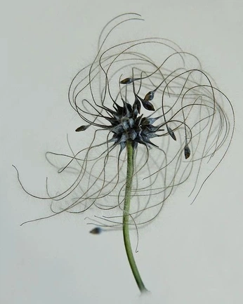 A cover of "flowers" cluster. The owner is chiarafeyona. The cluster consists of 33 elements.