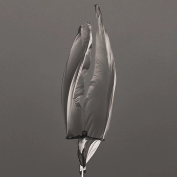 A cover of "Neutral Grey" cluster. The owner is labcreative. The cluster description is "Logical, Methodical, Rational, Realistic, Reflective, Serious, Stoic". The cluster consists of 56 elements.