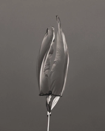 A cover of "ferragamo" cluster. The owner is doroteacarloni. The cluster consists of 22 elements.