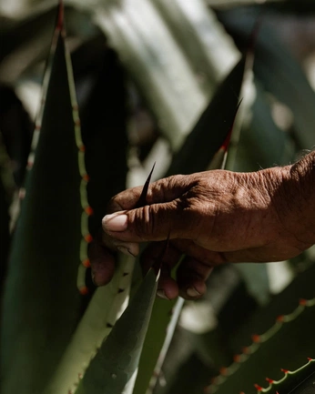 A cover of "Siete Espadas" cluster. The owner is rosaliev. The cluster consists of 60 elements.