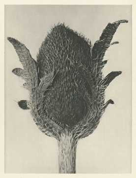 Karl Blossfeldt’s Urformen der Kunst (1928)