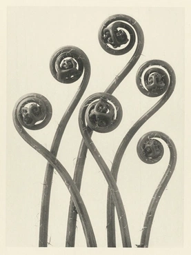 Karl Blossfeldt’s Urformen der Kunst (1928)