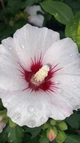 cateurena