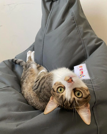 A cover of "kitty" cluster. The owner is hololo. The cluster consists of 45 elements.