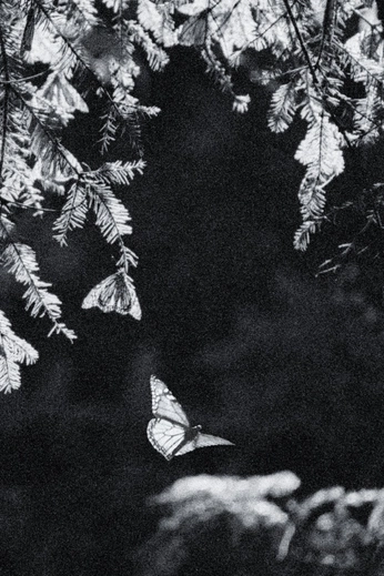 A cover of "Film *" cluster. The owner is tasia04. The cluster consists of 3 elements.