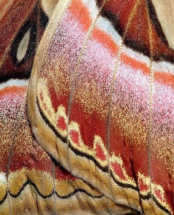 A cover of "FEEL" cluster. The owner is lalo45. The cluster consists of 3 elements.