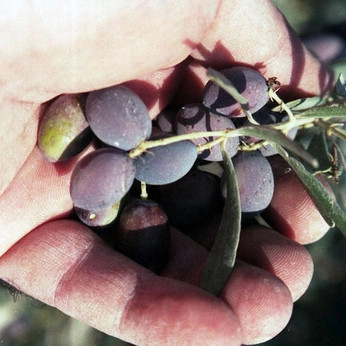 A cover of "SOM GASTRONOMIA" cluster. The owner is marcasasmadrid. The cluster consists of 2 elements.