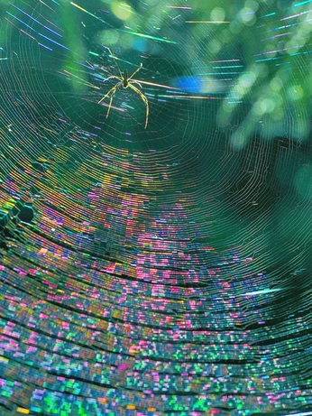 A cover of "Natures habitats" cluster. The owner is lore.y. The cluster consists of 5 elements.