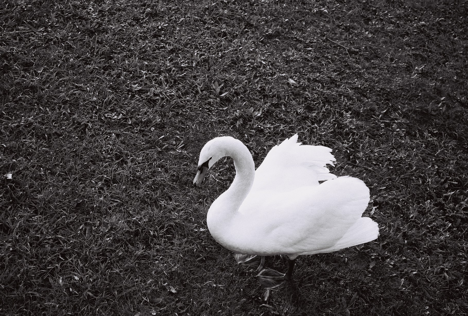 An image added by archivemat on Dec 24, 2023. May present: beak, feather, bird, ducks, geese and swans, water bird.