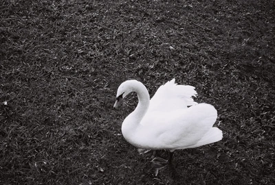 An image added by archivemat on Dec 24, 2023. May present: beak, feather, bird, ducks, geese and swans, water bird.