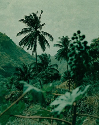 A cover of "tropical nostalgia" cluster. The owner is doradenerak. The cluster consists of 29 elements.