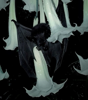 A cover of "🦇" cluster. The owner is saeisgae. The cluster consists of 1 element.