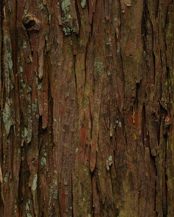 A cover of "things" cluster. The owner is punxtears. The cluster consists of 40 elements.