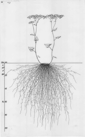 A cover of "Plantepigerne" cluster. The owner is gammeltoft. The cluster consists of 6 elements.