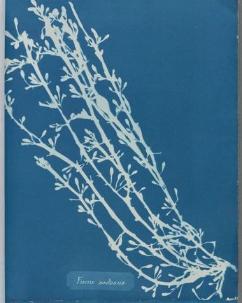 A cover of "blue plants" cluster. The owner is vicenta. The cluster consists of 11 elements.