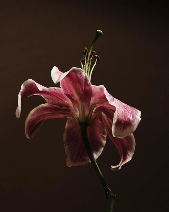 A cover of "flora" cluster. The owner is kyrar. The cluster consists of 22 elements.