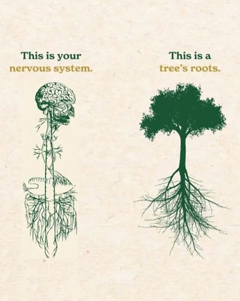 A cover of "Sistema nervioso" cluster. The owner is isabl. The cluster consists of 1 element.