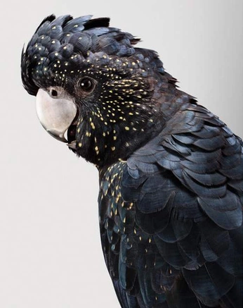 A cover of "birdie" cluster. The owner is son.y. The cluster consists of 50 elements.