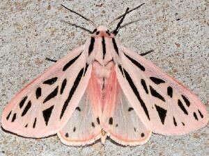 A Pinterest pin added by ari on Dec 27, 2022. The author is Celia Pearce. May present: plant, grammia, giant leopard moth, halysidota, garden tiger moth.