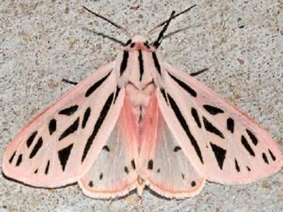 A Pinterest pin added by ari on Dec 27, 2022. The author is Celia Pearce. May present: plant, grammia, giant leopard moth, halysidota, garden tiger moth.