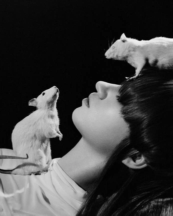 A cover of "Animals" cluster. The owner is redcrownlife. The cluster consists of 4 elements.