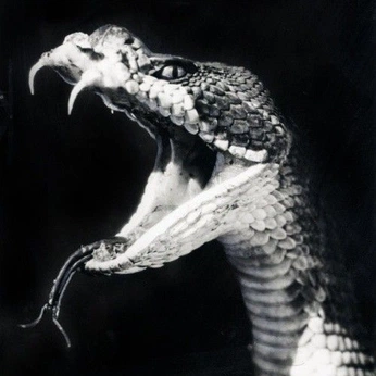 A cover of "Snakes" cluster. The owner is eneesaydinn. The cluster consists of 97 elements.