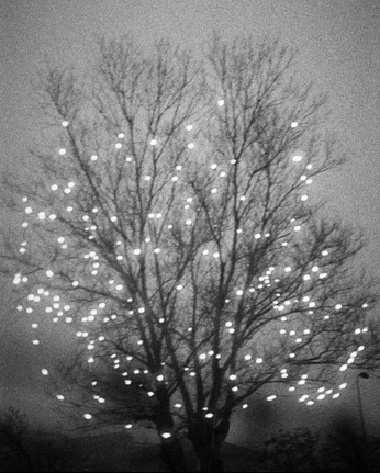 A cover of "neverland" cluster. The owner is sydlizz123. The cluster consists of 1 element.