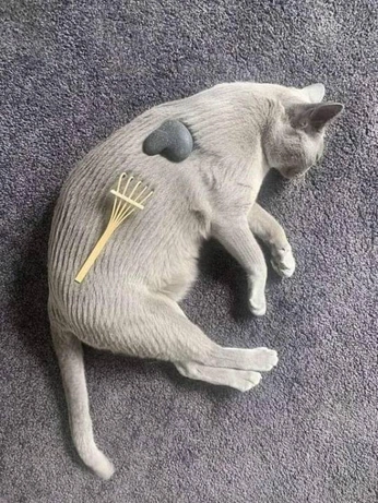 A cover of "kitty pur" cluster. The owner is swan. The cluster consists of 10 elements. 2 create it.