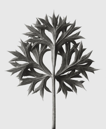 A cover of "Scents" cluster. The owner is deckson.pdf. The cluster consists of 61 elements.