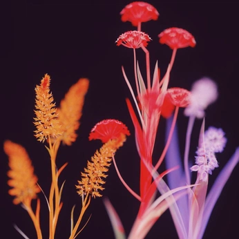 A cover of "flowers" cluster. The owner is aarias. The cluster consists of 15 elements.